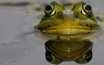 Frog, eyes, water, green HD wallpaper