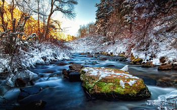 Lake Forest, winter, moss, trees, nature, forest, lake HD wallpaper