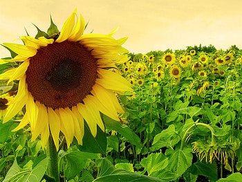 sunflower, nature, sun, field HD wallpaper