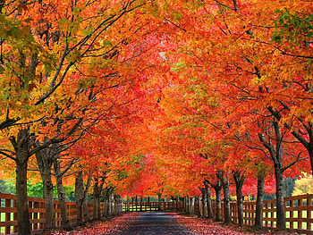 Fiery branches, trees, autumn, orange, fence HD wallpaper