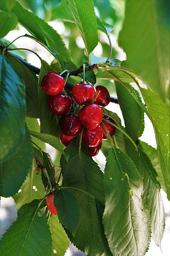 Sweet Cherry, Food, Cherry, Leaves, Branch, Fruit HD phone wallpaper