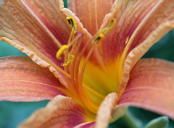 LOVELY LILY PETALS, beautiful, stamen, spring, orange, beauty, lily, close up, pretty, petals, , flowers, lovely, macro, lillies HD wallpaper