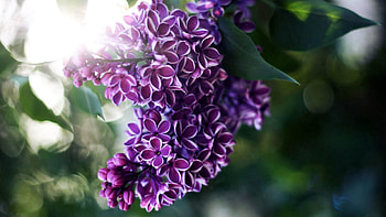 Lilac, Plant, Macro, Branch, Shadow HD wallpaper