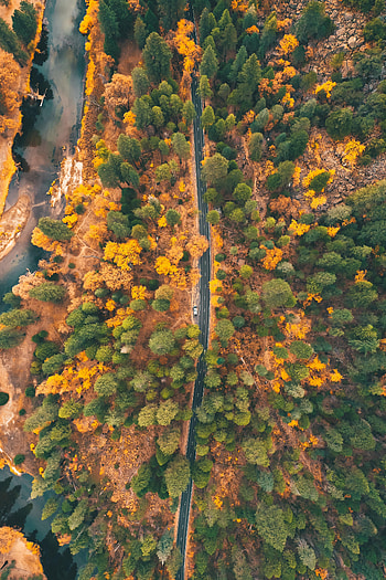 Nature, Trees, Autumn, View From Above, Road, Forest, Car HD phone wallpaper
