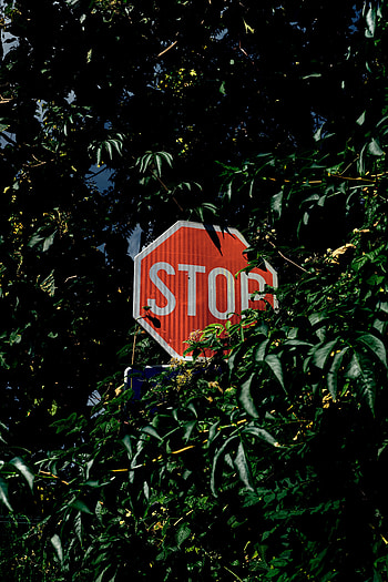 Trees, Bush, Words, Inscription, Sign, Stop, Caution, Watch Out HD phone wallpaper
