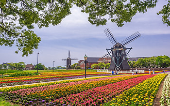 Windmills in Japan, Japan, flowers, windmills, park HD wallpaper