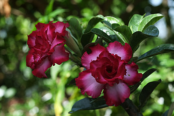 Desert Roses, Desert rose, Flowers, Adenium, Purple HD wallpaper
