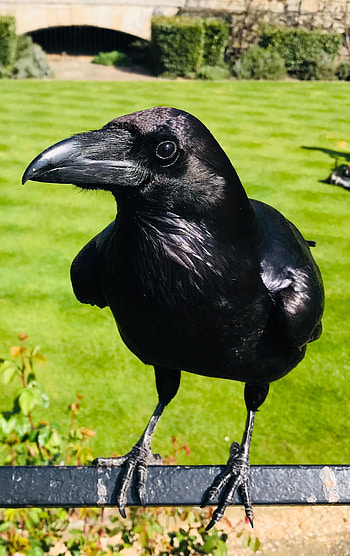 Merlina raven graphy, Black bird, Bird, Nature HD phone wallpaper