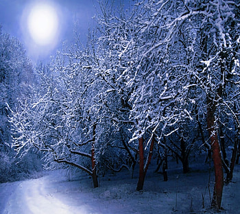 Winter Night, Winter, snow, Moon, Trees, Road, Night, Snowy HD wallpaper