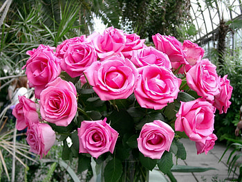 Flowers, Roses, Pink, Beauty, Bouquet, Gentle, Delicate HD wallpaper