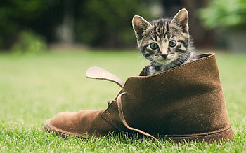 Animals, Grass, Kitty, Kitten, Boot HD wallpaper