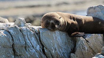 Eared seals , Popular backgrounds, Aquatic creatures, Stunning HD wallpaper