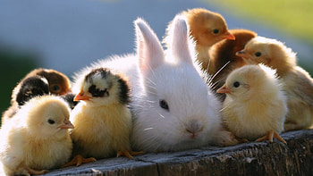 Different baby animal , Nature's diversity, Adorable variety, Wildlife wonders HD wallpaper