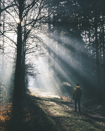 Nature, Shine, Light, Miscellanea, Miscellaneous, Forest, Fog, Human, Person, Sunny, Solar HD phone wallpaper