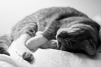 Sleeping Cat, cute, cat, animals HD wallpaper