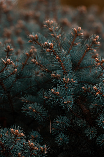 Nature, Needle, Plant, Branches, Fir, Spruce HD phone wallpaper
