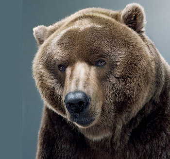 Big boy, animal, brown, bear, grizzly, large, powerful HD wallpaper