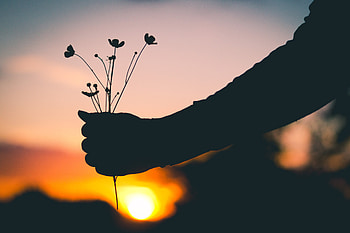 Flowers, Sunset, Dark, Silhouette, Hand HD wallpaper