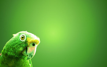 Animals, Birds HD wallpaper