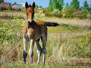 Animals, Grass, Young, Joey, Horse, Stallion HD wallpaper