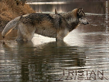 tristan crossing the river, lakes, wolves, , tristan, rivers HD wallpaper