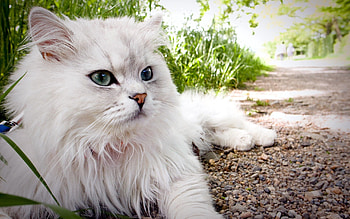 Animals, Cat, Fluffy, To Lie Down, Lie, Beautiful, Earth, Land HD wallpaper