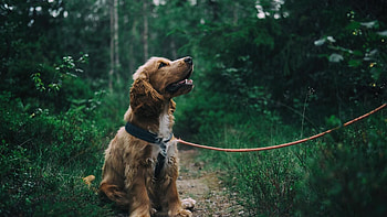 Top quality, Dog backgrounds, Beautiful HD wallpaper