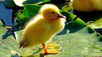 Animals, Leaves, Beak, Chick, Chicken, Duckling HD wallpaper