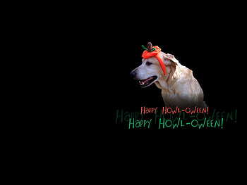 Halloween dog, dog, halloween, pet, black HD wallpaper