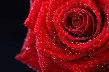 ❤️, Dew, Flower, Red, Rose HD wallpaper