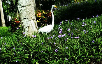 beautiful, green, garden, , flowers, grass HD wallpaper