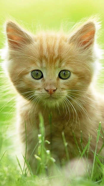 Cute Baby Cat, Green Grass, Background, grass background HD phone wallpaper