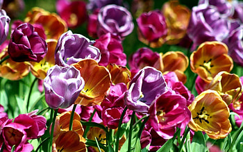 A colored field, raimbow, color, field, love, flowers, tulips HD wallpaper