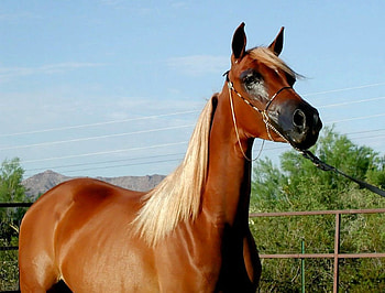Horses2 --Majestic Stables8, majestic, horse, series, 8 HD wallpaper