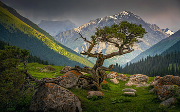 Majestic Valley, peaks, trees, landscape, rocks, tree, stones HD wallpaper