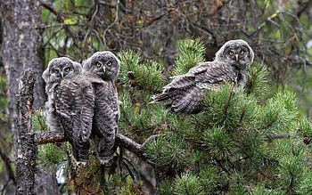Owls, bird, green, pasare, bufnita, owl, trio, tree HD wallpaper
