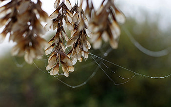 Rivers, Autumn, Leaves, Web, Macro, Fog, Morning, Dew HD wallpaper