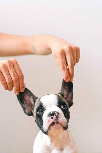 Cute French Bulldog puppy with ears lifted by hands against a white background. HD phone wallpaper