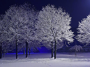 frozen trees, winter, night, blue, frozen, trees, nature HD wallpaper