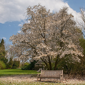 Bench blossom, blue, bench sky, graphy, spring, beauty, background, abstract, , blossom, white, landscape, beautiful, tree, pink, green, clouds, flowers HD wallpaper