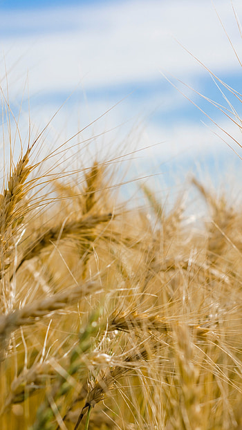 Wheat, Farms HD phone wallpaper