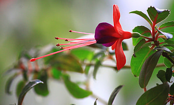 Leaves, Flower, Macro, Branch HD wallpaper