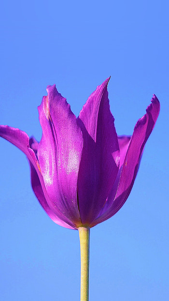 Single Flower, Tulips HD phone wallpaper