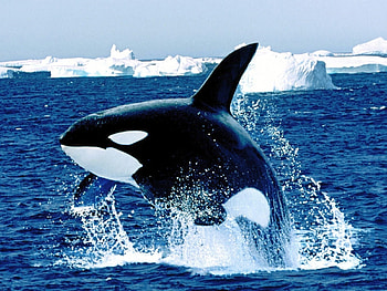 Animals, Sea, Fishes HD wallpaper