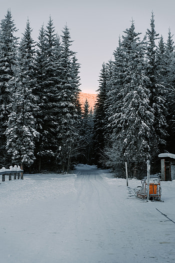 Winter, Nature, Trees, Snow, Road HD phone wallpaper