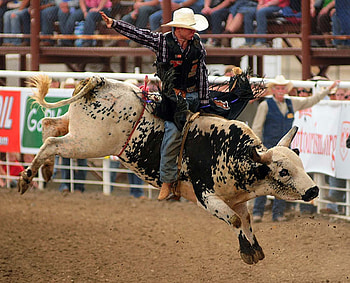 Bullriding ID, Spectacular bullriding, Adrenaline rush, Fearless riders HD wallpaper