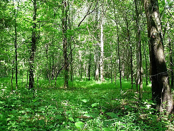 Quiet Forest, bark, trees, brush, forest HD wallpaper