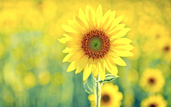 Flowers, Summer, Plant, Sunflower, Sunny, Solar HD wallpaper