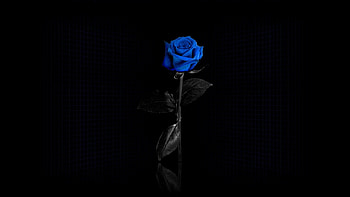 blue rose windows by Edita Sinclair (2016-09-19) HD wallpaper