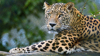 Leopard, ultra , Animal HD wallpaper